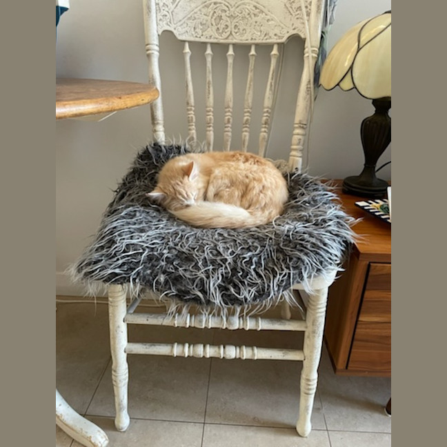 Photo of Simba