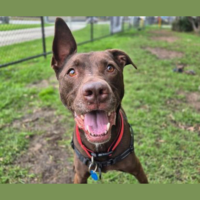 Photo of Apollo