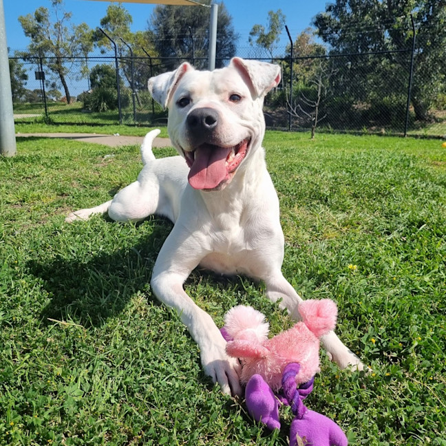 Photo of Lucy Goosey 