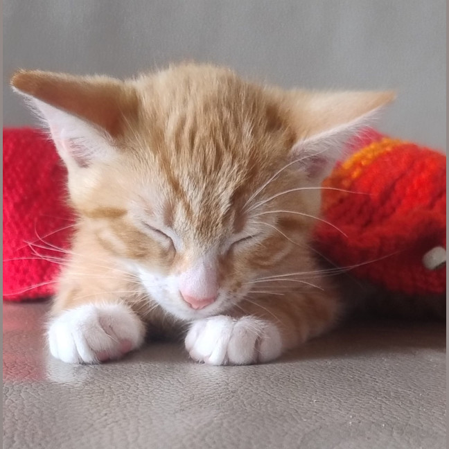 Photo of Cookie And Marmalade