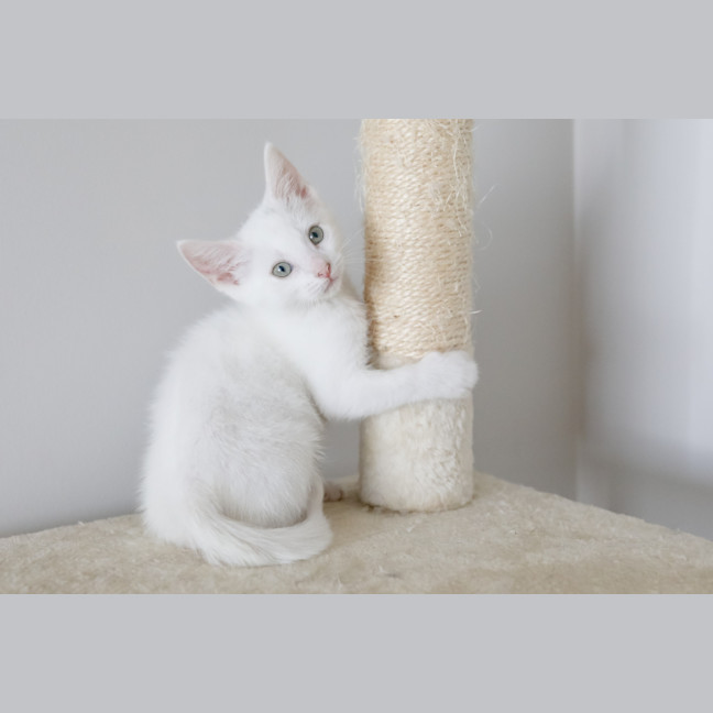Photo of Lily