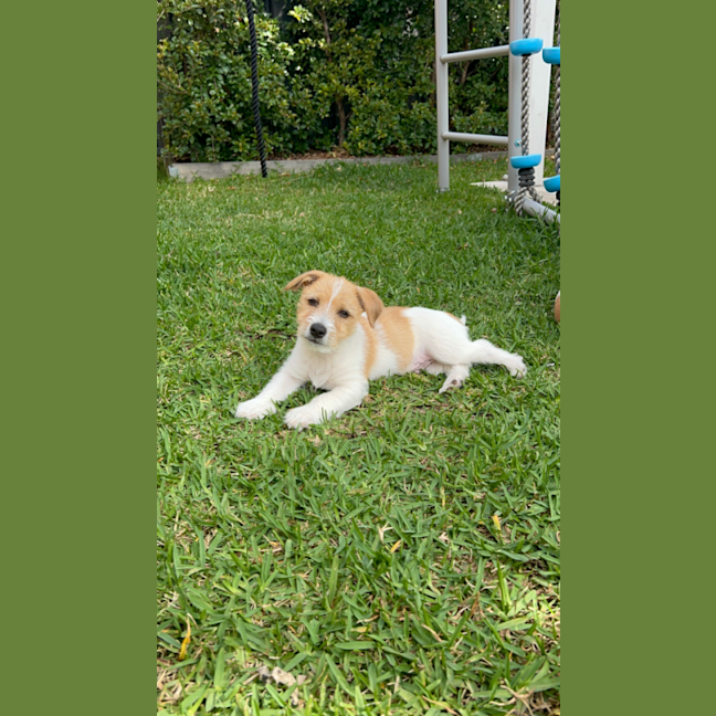 Photo of Teddy