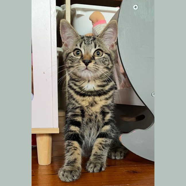Photo of Twinkle
