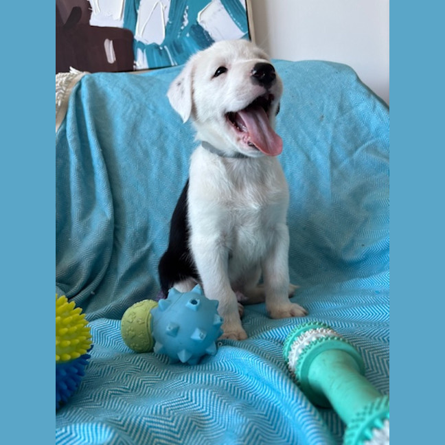 Photo of Diesel