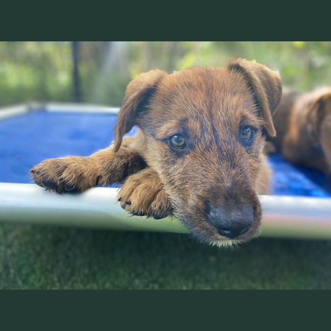 Photo of D1136 Jasper