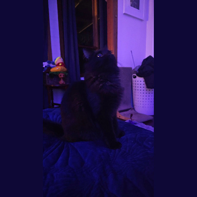 Photo of Voodoo