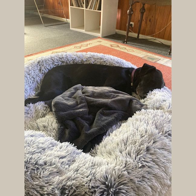 Photo of Shadow