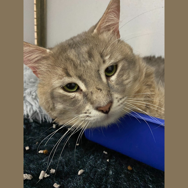 Photo of Goose