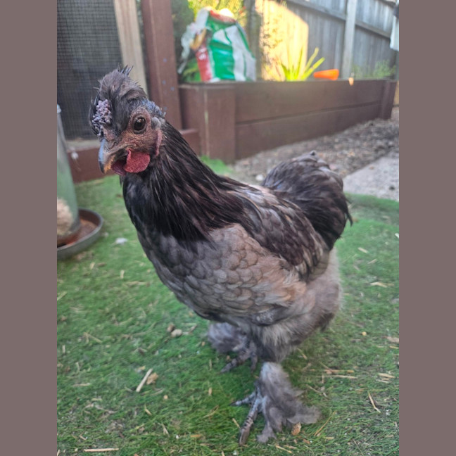 Photo of Charcoal The Rooster