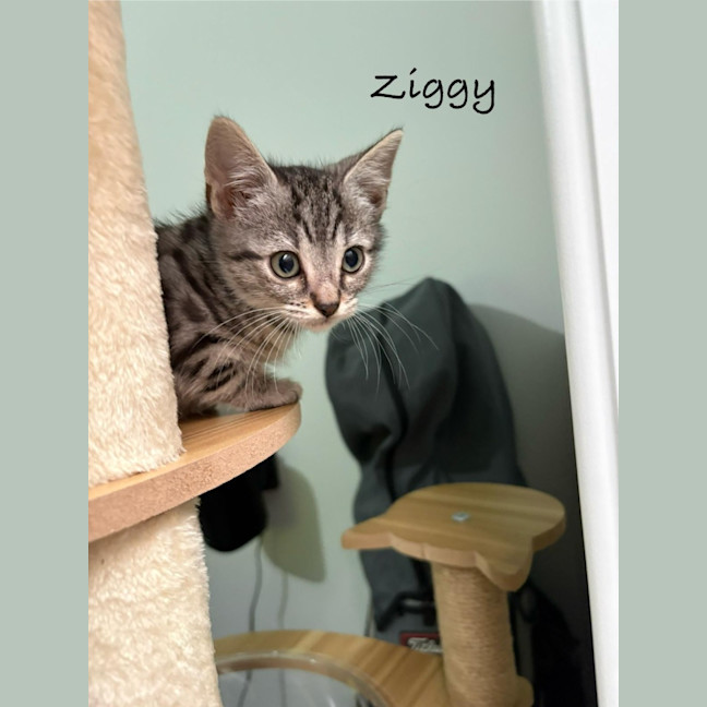 Photo of Ziggy