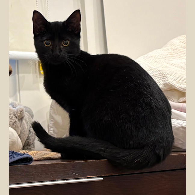 Photo of Pretzel