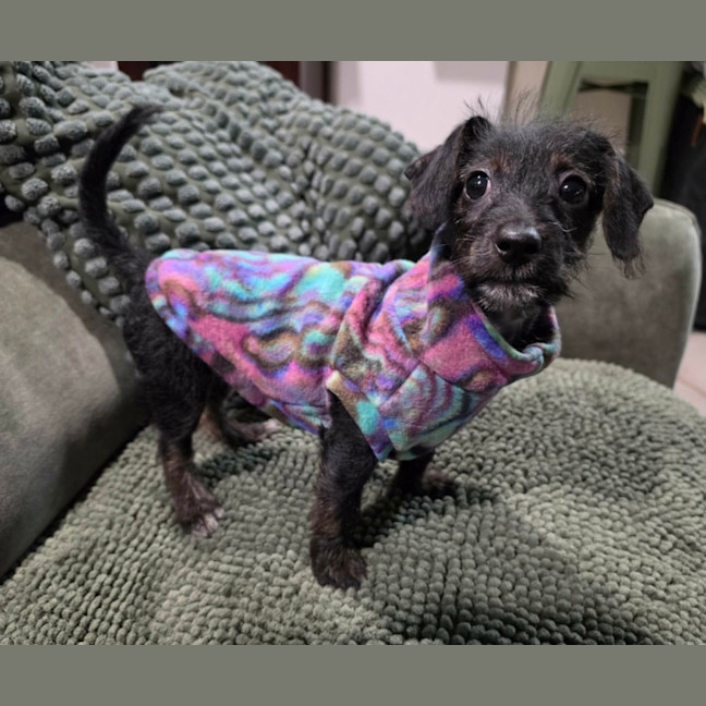 Photo of Betsy 