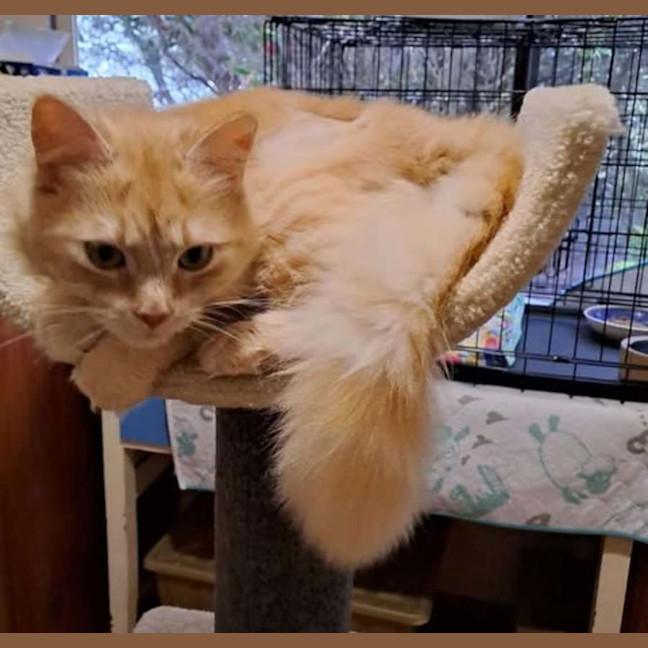 Photo of Sweetie & Mr Lucky