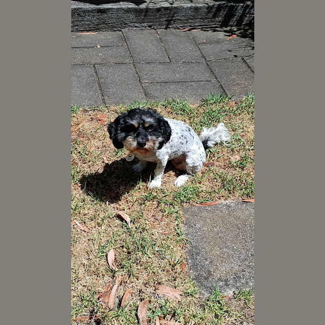 Photo of Maisie