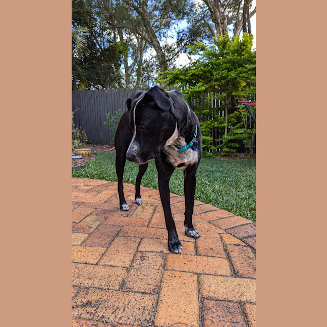 Photo of Frankie