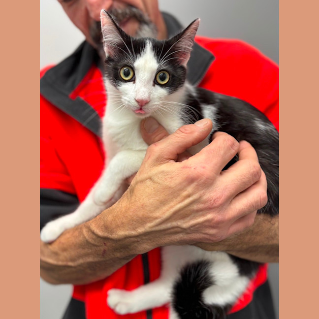 Photo of Gizmo