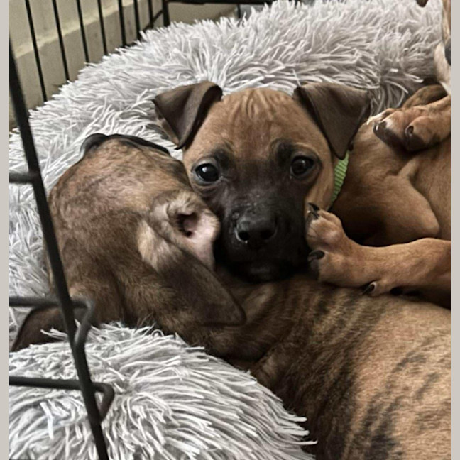 Photo of Prince (P5)