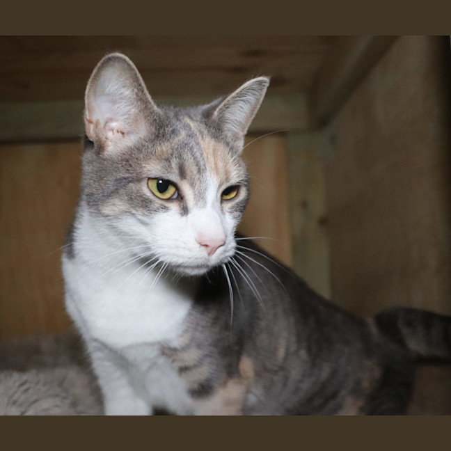 Photo of Liberty    Now Available At Pet Quarters Thornton