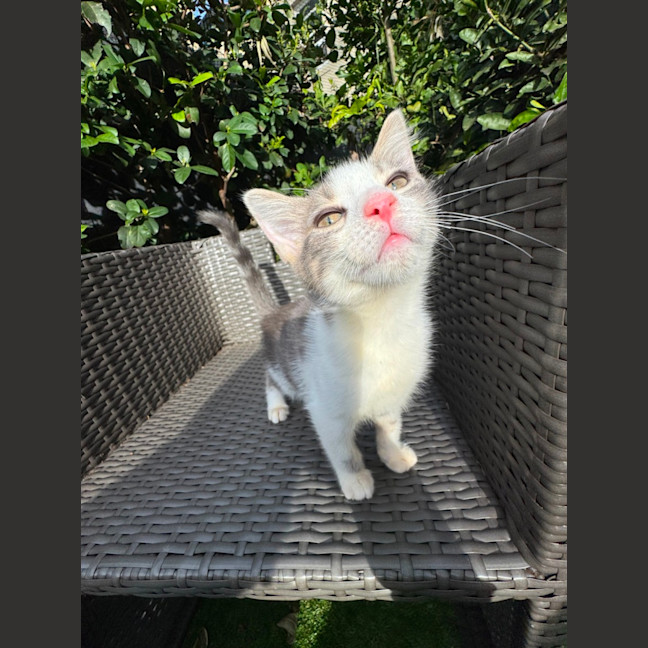 Photo of Marshmallow