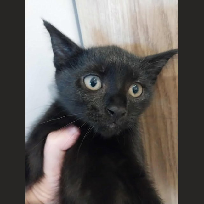 Photo of Mira