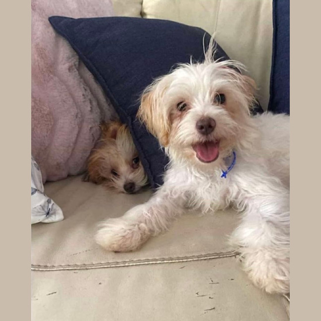 Photo of Arthur   6 Month Old Yorkshire Terrier X Poodle