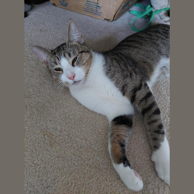 Photo of Henry