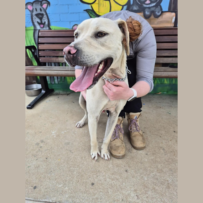 Photo of Ranger! ☮️🕊