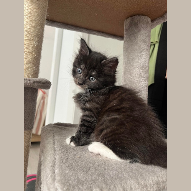 Photo of Cookie