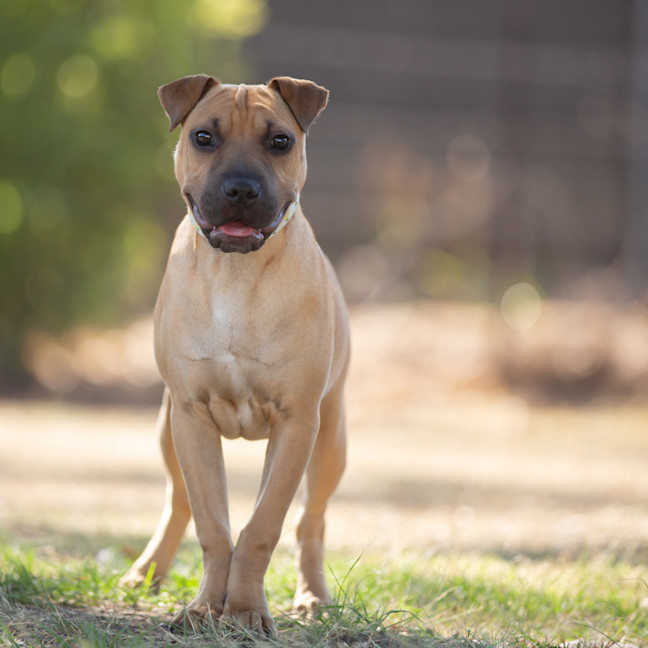 Photo of Toffee (Lemon)