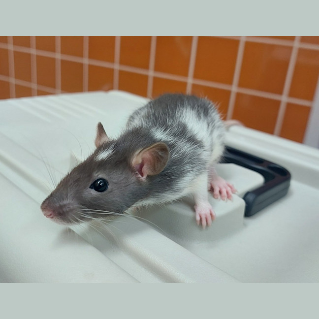 Photo of Diamond