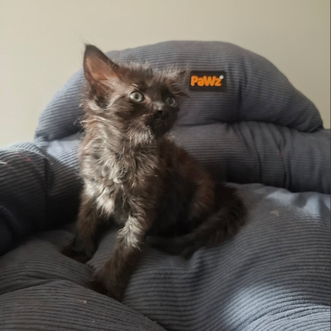 Photo of Nyx