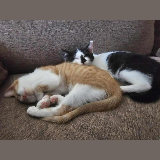 Photo of Arthur *9 Lives Project Rescue*