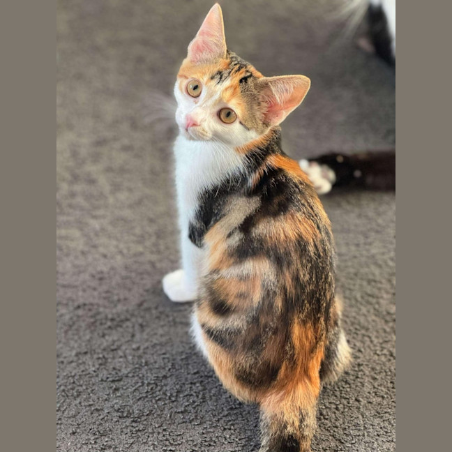 Photo of Scarlett ❤️ Meet Me At Petstock Hastings 23/3