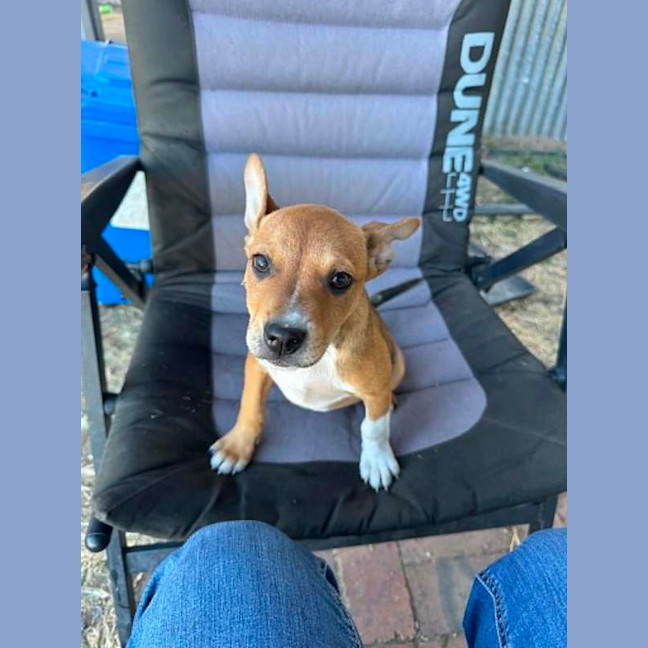 Photo of Pip