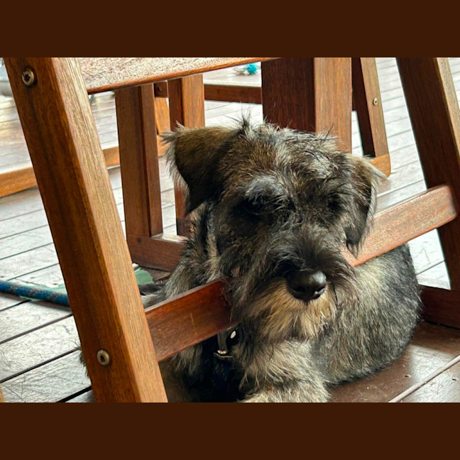 Photo of Louie