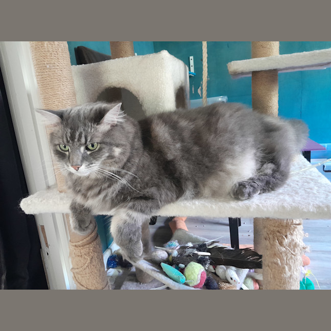 Photo of Mr Fluffy
