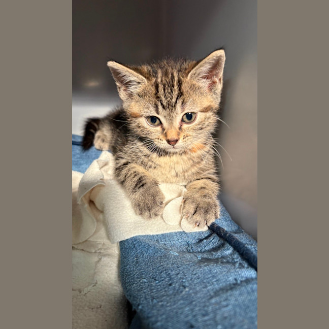 Photo of Clover