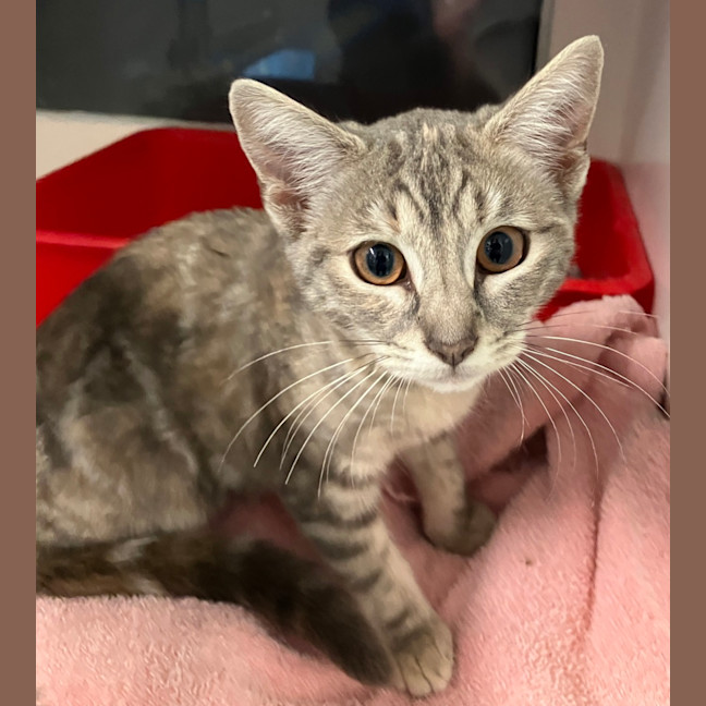 Photo of Clover