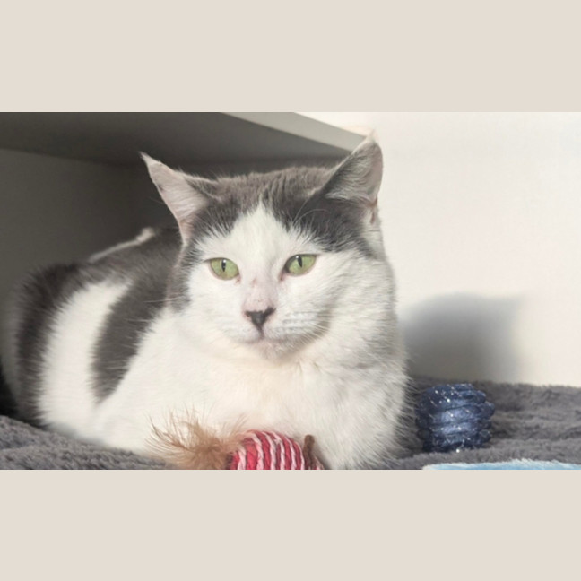 Photo of Courgette
