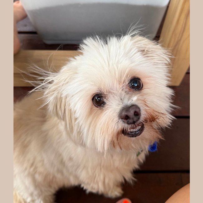 Photo of Matey   10 Year Old Moodle