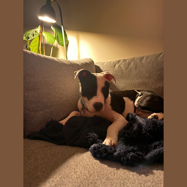 Photo of Tux   6 Month Old Staffy X