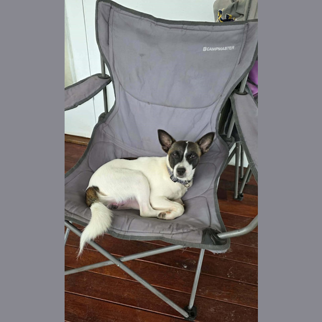 Photo of Milo
