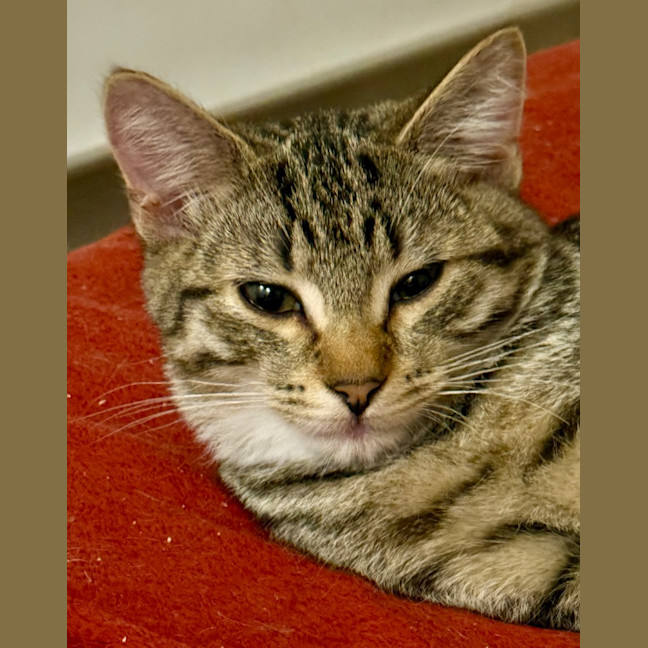 Photo of Sheldon Six