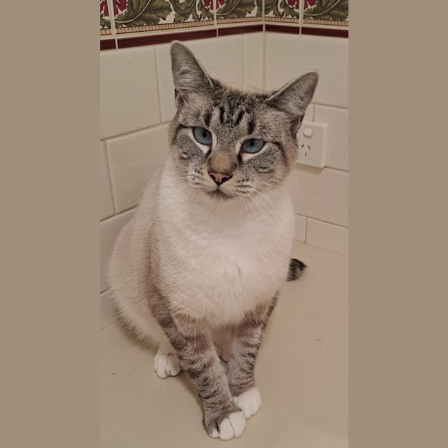 Photo of Gracie