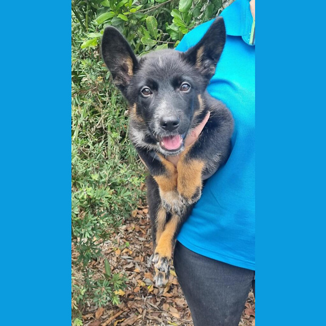 Photo of Clover