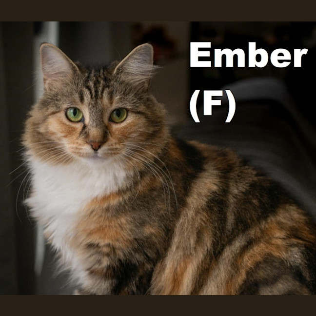 Photo of Ember