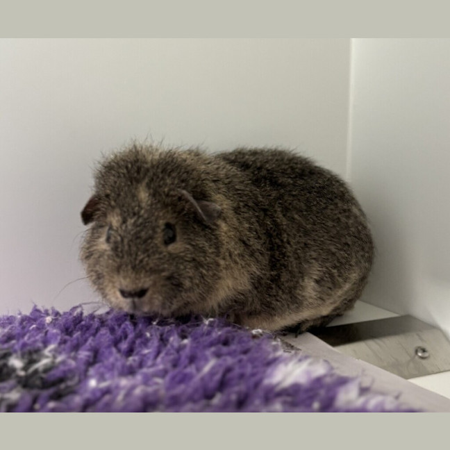 Photo of Wilbur