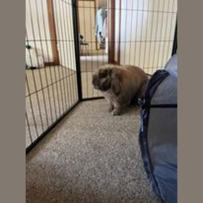 Photo of Ultimate Cookie