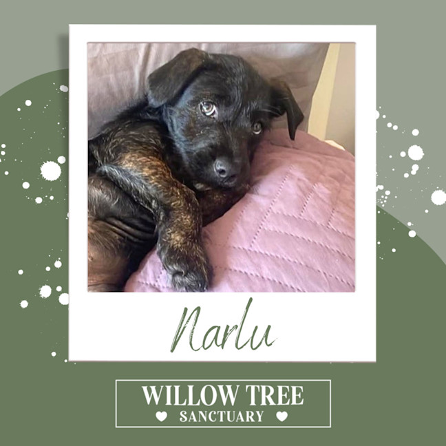 Photo of Narlu 