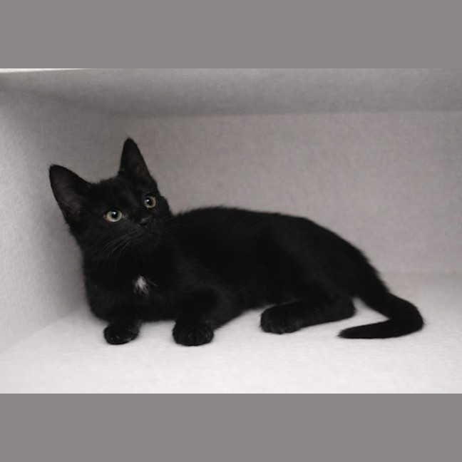 Photo of Leo And Luna 